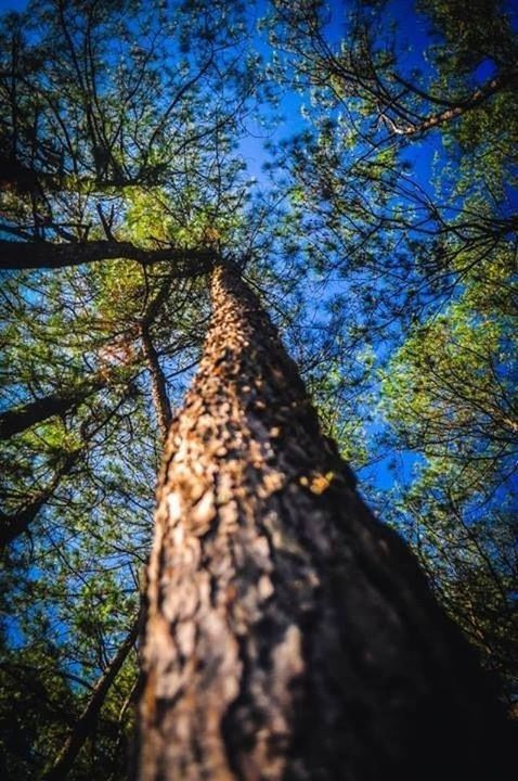 tree, tree trunk, low angle view, branch, growth, tranquility, nature, blue, sky, forest, beauty in nature, day, sunlight, clear sky, outdoors, tranquil scene, wood - material, no people, tall - high, scenics