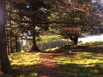 Trees on field in forest