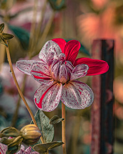 Close-up of red flowering plant