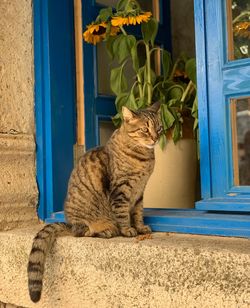 Portrait of a cat sitting on window in alacati 