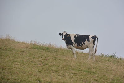 Cow standing in a field