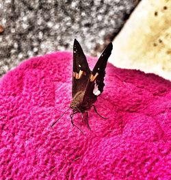 Close-up of butterfly on pink flower