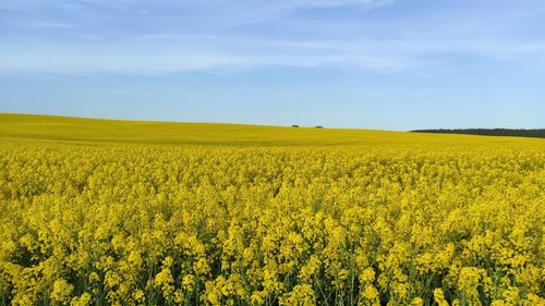 Scenic view of oilseed rape field against sky