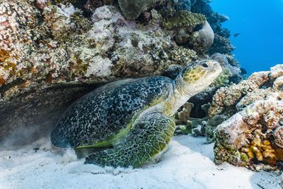 Giant green sea turtle (chelonia mydas) at the great barrier reef