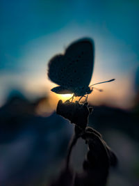 Close-up of butterfly on plant