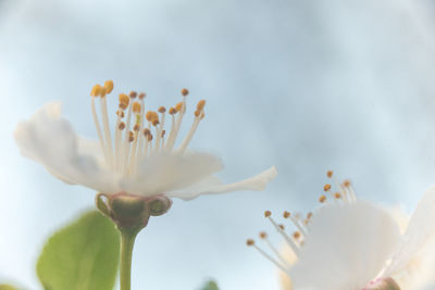 Close-up of white flowering plant