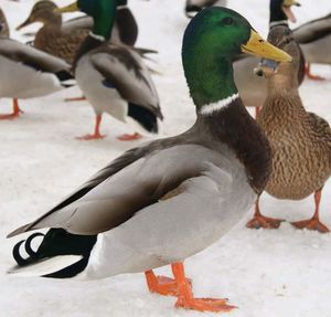 Close-up of mallard duck on snow covered land