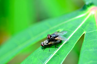 Close-up of fly on leaf