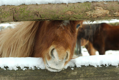 Close-up of horse standing on field