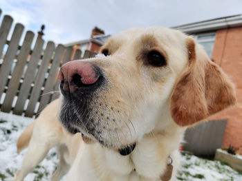 Close-up of dog looking away