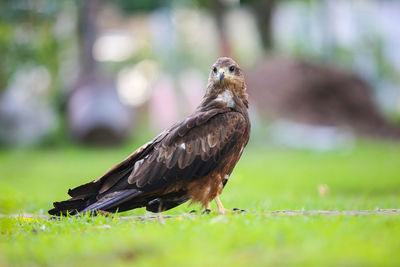 Bird perching on a field