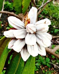 Close-up of white flowering plant