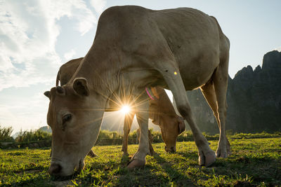 Cow standing in a field