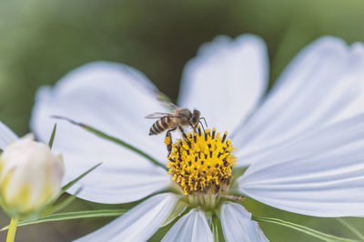 Close-up of bee pollinating on flower