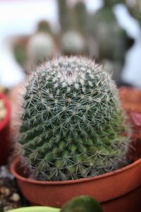 Close-up of succulent plant