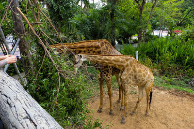 Man eating plants on land