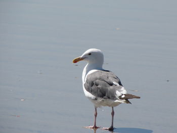 Close-up of seagull