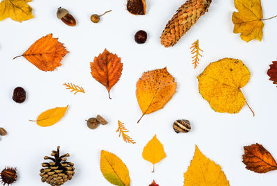 High angle view of dry leaves on white background