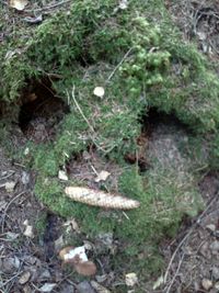 High angle view of moss growing on tree in forest