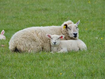 Mother sheep and lamb
