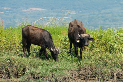 Water buffalo in a field