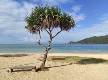 Alone trees at kuta mandalika beach