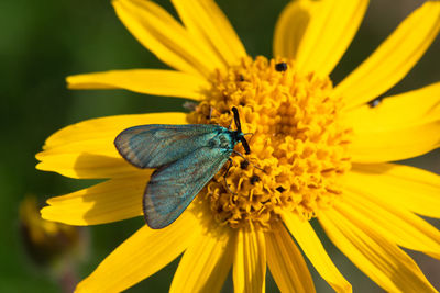 Close-up of a green butterfly on yellow flower