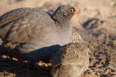 Close-up of birds on field