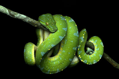 Close-up of green snake on branch against black background