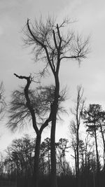 Low angle view of bare trees against sky