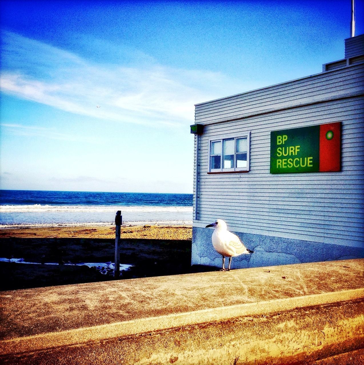 animal themes, bird, one animal, sea, sky, built structure, water, seagull, blue, building exterior, wildlife, animals in the wild, architecture, beach, railing, horizon over water, perching, pier, nature, outdoors