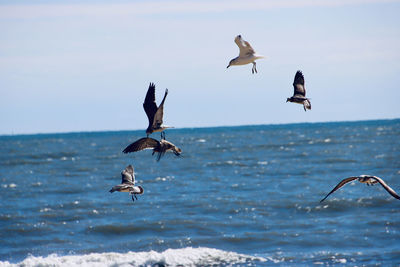 Low angle view of seagulls flying over sea against sky