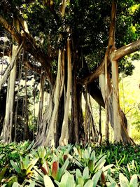 Close-up of tree trunk in forest