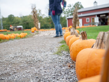 Low section of man with pumpkins on road