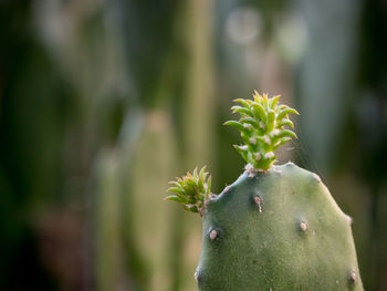 Close-up of prickly pear cactus