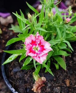 Close-up of pink flowers blooming outdoors