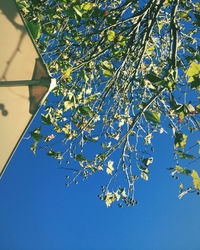 Low angle view of flowering plant against clear blue sky