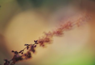 Close-up of ant on leaf