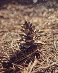 High angle view of pine cone on field