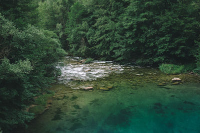 Scenic view of forest