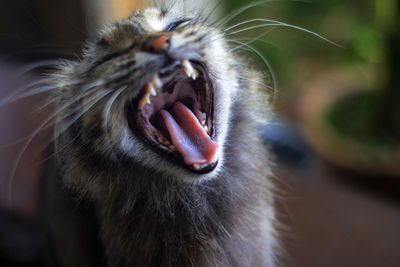 Close-up of cat yawning