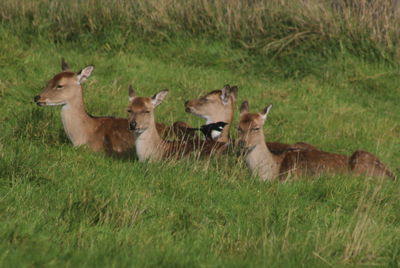 Sheep in a field