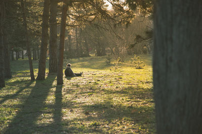 Rear view of man walking in forest