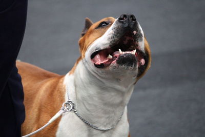 Close-up of a dog looking away