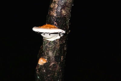 Close-up of tree trunk against black background