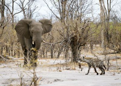 View of elephant in winter