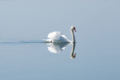 Swan floating on lake against clear sky