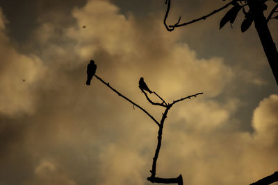 Low angle view of silhouette bird perching on tree against sky