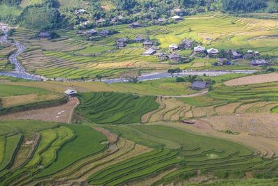 Scenic view of agricultural field