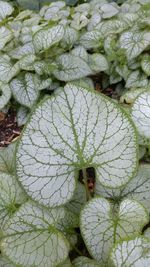 Close-up of fresh green leaves